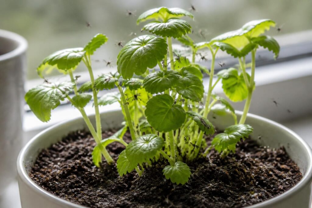 découvrez pourquoi les moucherons envahissent vos plantes d’intérieur et apprenez à les identifier, prévenir et éliminer pour protéger vos fleurs et garder un intérieur sain.