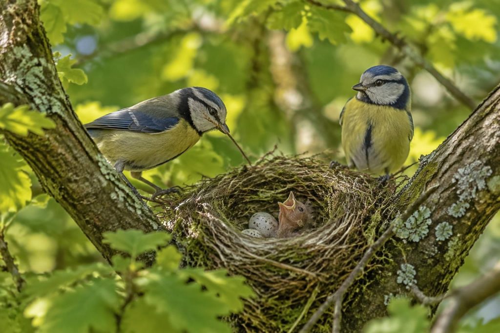 découvrez comment les oiseaux construisent leur nid, choisissent leur site de nidification et protègent leurs œufs et leurs petits.